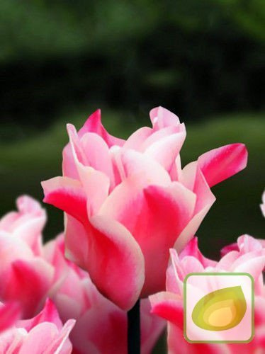 Tulipan Miss Elegance