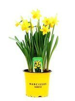Narcyz żółty w doniczce śr. 10,5 cm