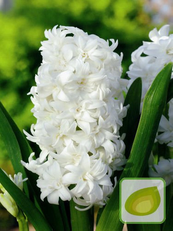 Zestaw Hiacynty Pełne