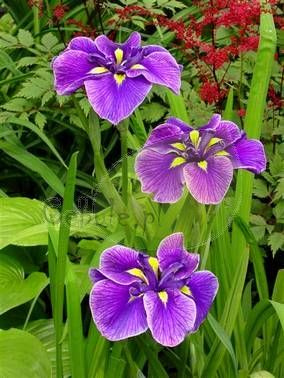 Irys Ensata Katy Mandez