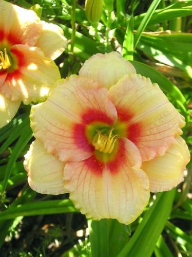 Liliowiec (Hemerocallis) Broadway Gal