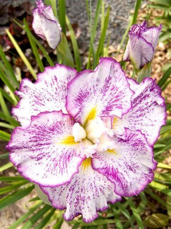 Zestaw Kosaćce Japońskie