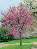 Nasiona Judaszowiec Południowy - Cercis Siliquastrum