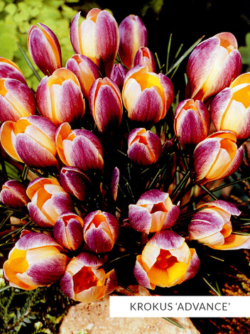 Zestaw Ekskluzywne Krokusy Botaniczne 25 szt.