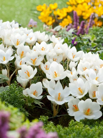 Krokus (Crocus chrysanthus) 'Miss Vain' 10 szt.
