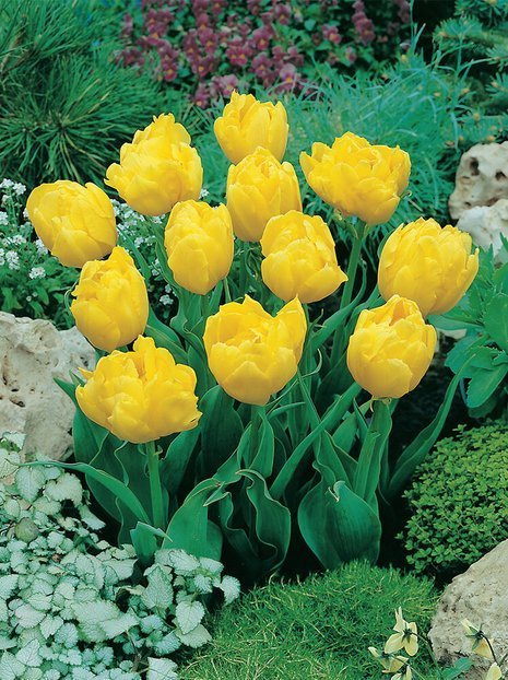 Tulipan Pełny Wczesny (Tulipa) 'Monte Carlo' 5 szt.