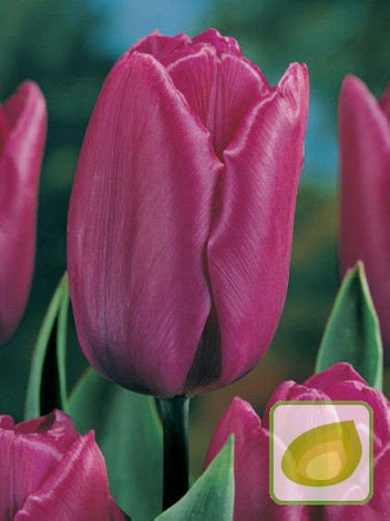 Tulipan Purple Bouquet