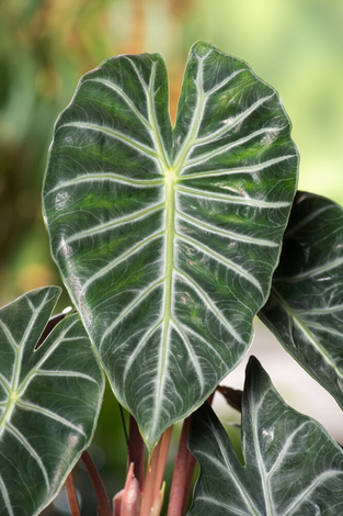 Alokazja Pink Dragon (Alocasia baginda pink dragon)