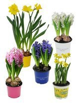 Zestaw Świątecznych Roślin Doniczkowych