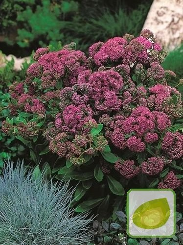 Rozchodnik (Sedum) Purple Emperor