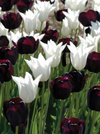 Kompozycja Czarny Krawat