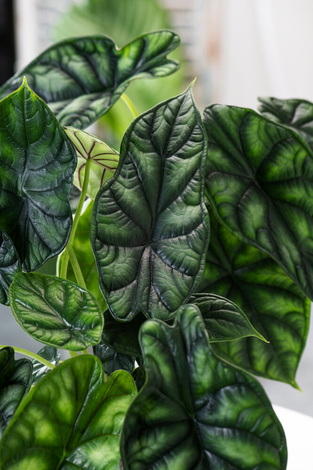 Alokazja Dragon Scale (Alocasia baginda dragon scale)
