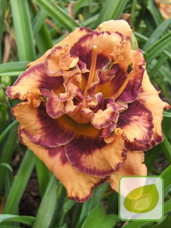 Zestaw Ekskluzywne Liliowce