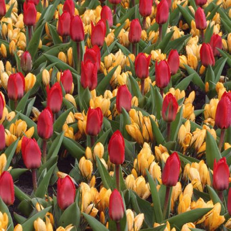 Kompozycja Wiosenne Ożywienie