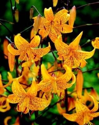 Lilia (Lilium) 'Leichtlini'