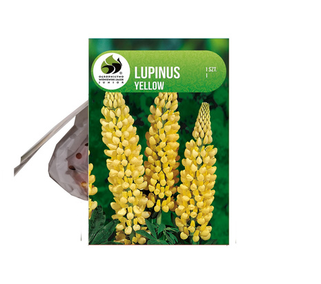 Łubin (Lupinus) Żółty