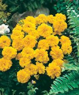 Nasiona Aksamitka Rozpierzchła Aurora Zółta