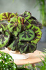 Begonia Masoniana Mountain (Begonia Masoniana Mountain)