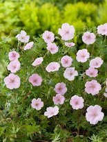 Bodziszek krwisty (Geranium sanguineum) 'Var. Striatum'