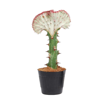 Wilczomlecz mleczny ‘Cristata’ (Euphorbia lactaea ‘Cristata’)