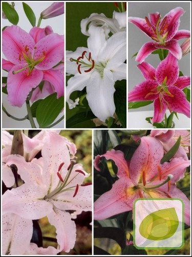 Zestaw Lilie Orientalne