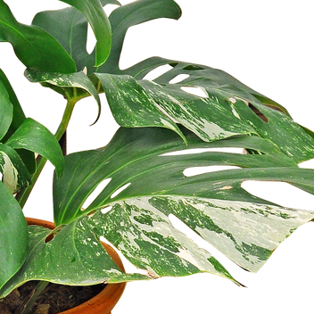 Monstera Thai Constellation (Monstera Deliciosa Variegata)