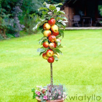 Jabłoń kolumnowa czerwono - żółta 'POLKA ®'