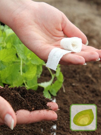 Nasiona Sałata głowiasta Królowa Lata - TAŚMA