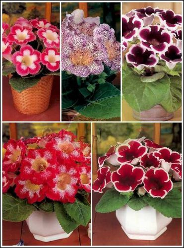 Zestaw Gloksynie Gloxinie 2 (Sinningia) 5 szt.