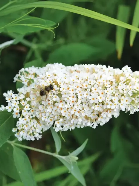 Budleja Davidii 'White Profusion' Biała