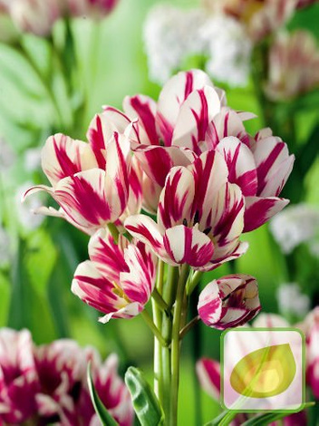 Zestaw Tulipany Bukietowe Club