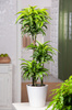 Dracena Wonna Lemon Surprise (Dracaena fragrans 'Lemon Surprise')