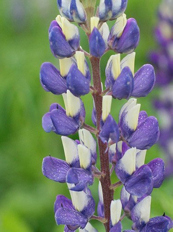 Łubin (Lupinus) Niebieski