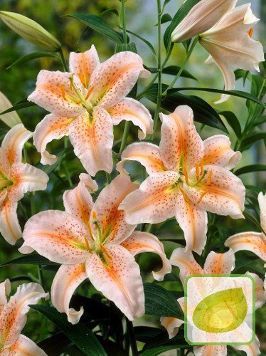 Lilia (Lilium) Salmon Star