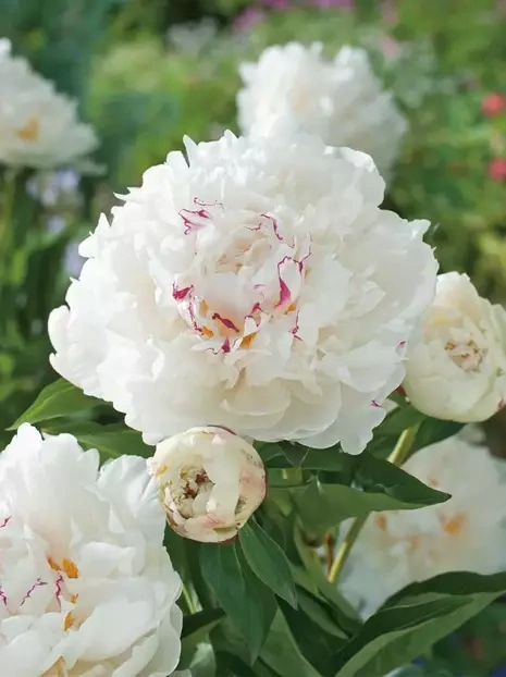 Piwonia (Paeonia) 'Festiva Maxima' 1 szt.