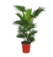 Liwistona okrągłolistna / Palma Liwistona (Saribus rotundifolius)