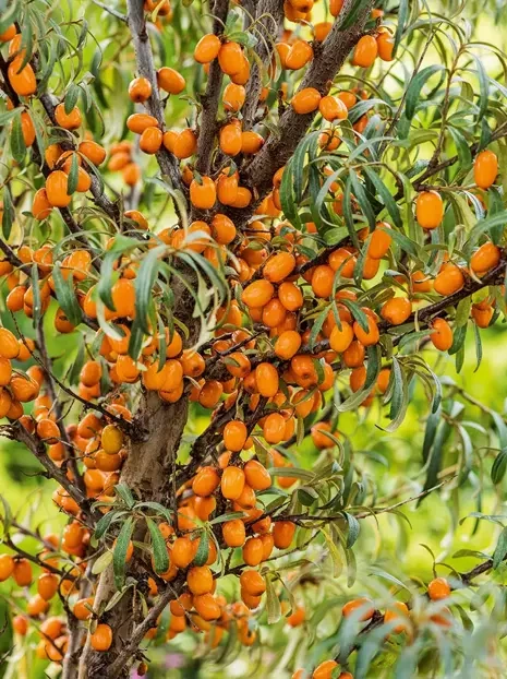 Rokitnik pospolity 'Friesdorfer Orange' 