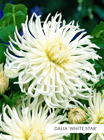 Zestaw Dalie Strzępiaste