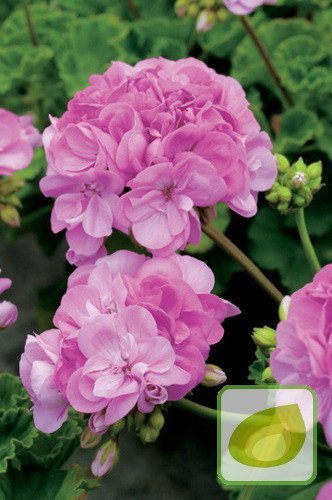 Nasiona Pelargonia Rabatowa Gama F1 Różowa
