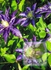 Powojnik (Clematis) Hakuookan