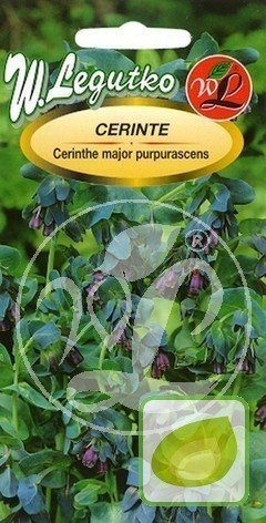 Nasiona Cerinthe Major Purpurascens - Cerinte