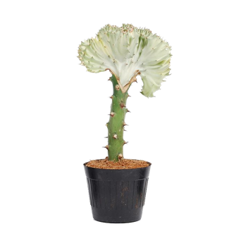 Wilczomlecz mleczny ‘Cristata’ (Euphorbia lactaea ‘Cristata’)