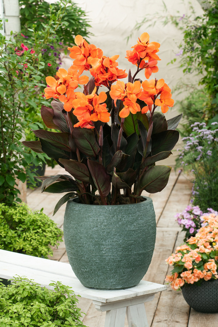 Paciorecznik (Canna) 'Happy Julia' 1 szt.