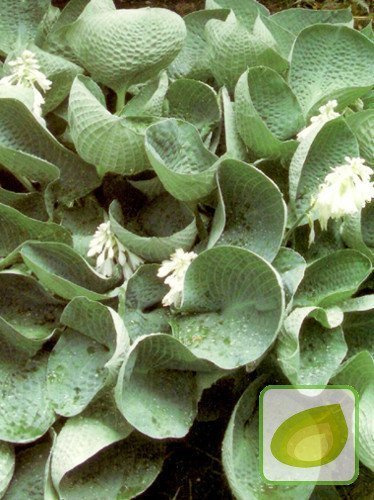 Funkia (Hosta) Big Daddy