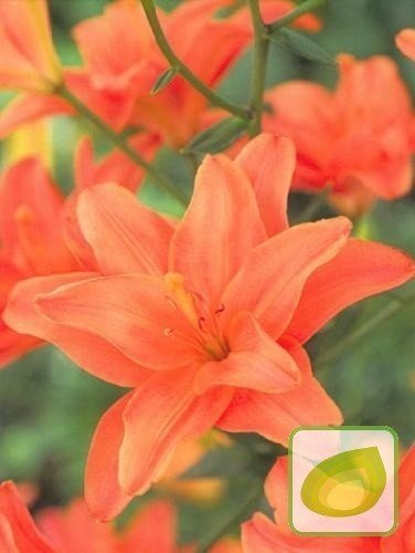 Lilia (Lilium) Strawberry Vanilla