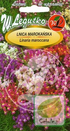 Nasiona Lnica Marokańska - Linaria