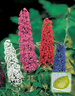 Nasiona Budleja Przyciąga Motyle - Buddleja Davidi
