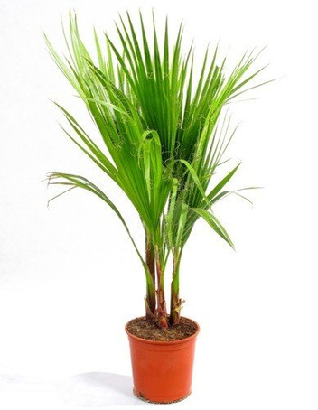 Palma w Doniczce 70 cm wys. - Washingtonia Robusta