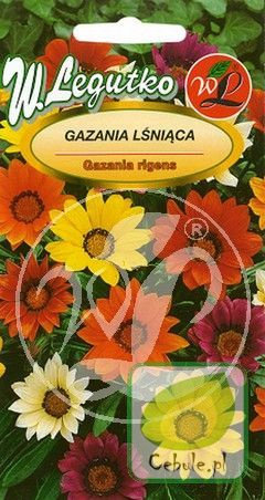Nasiona Gazania Lśniąca Miesznaka Kolorów