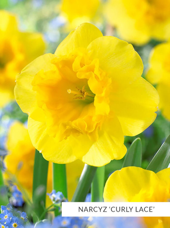 Zestaw Narcyzy Mini 25 szt.